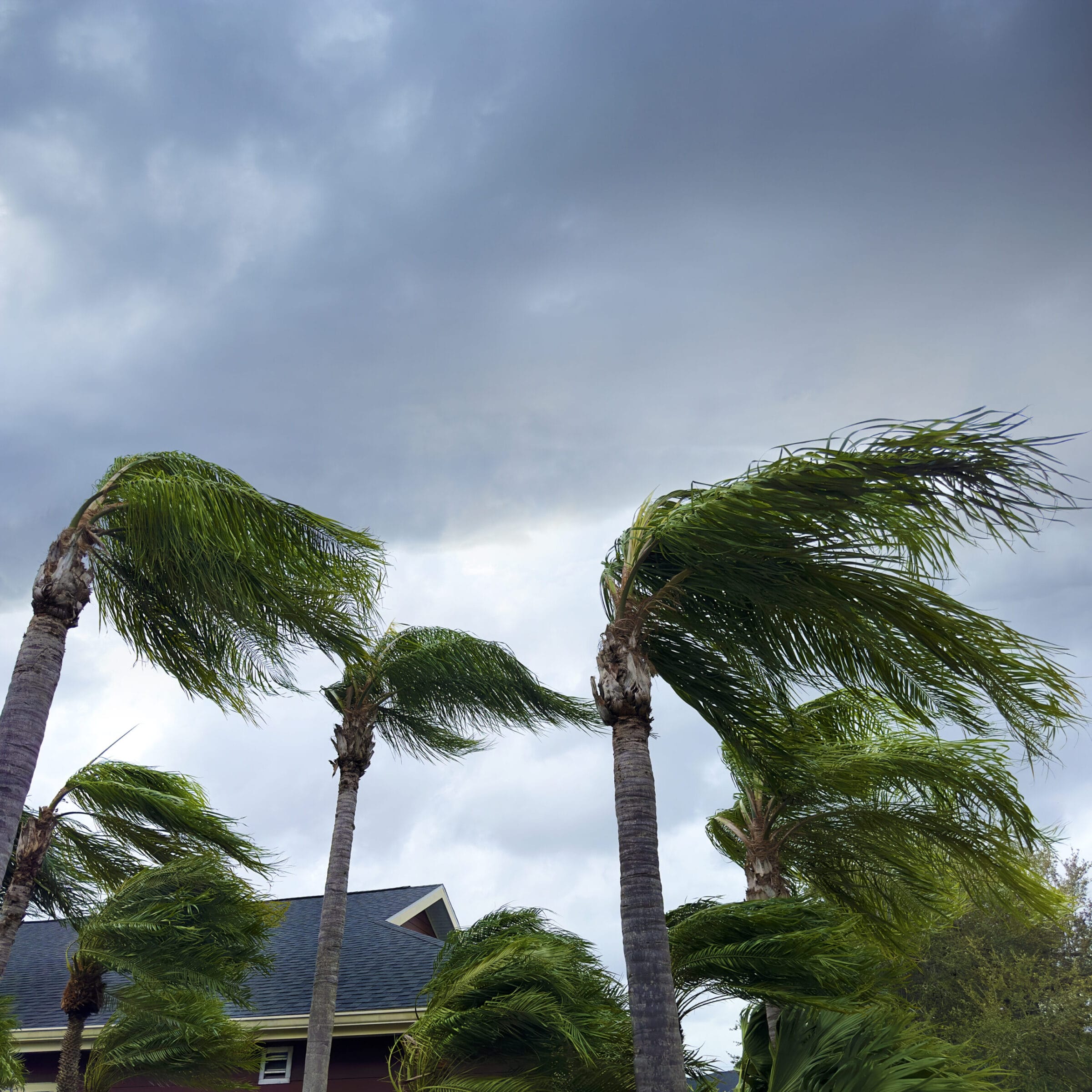 Tall palm trees sway dramatically against a backdrop of dark, cloudy skies, suggesting strong winds.