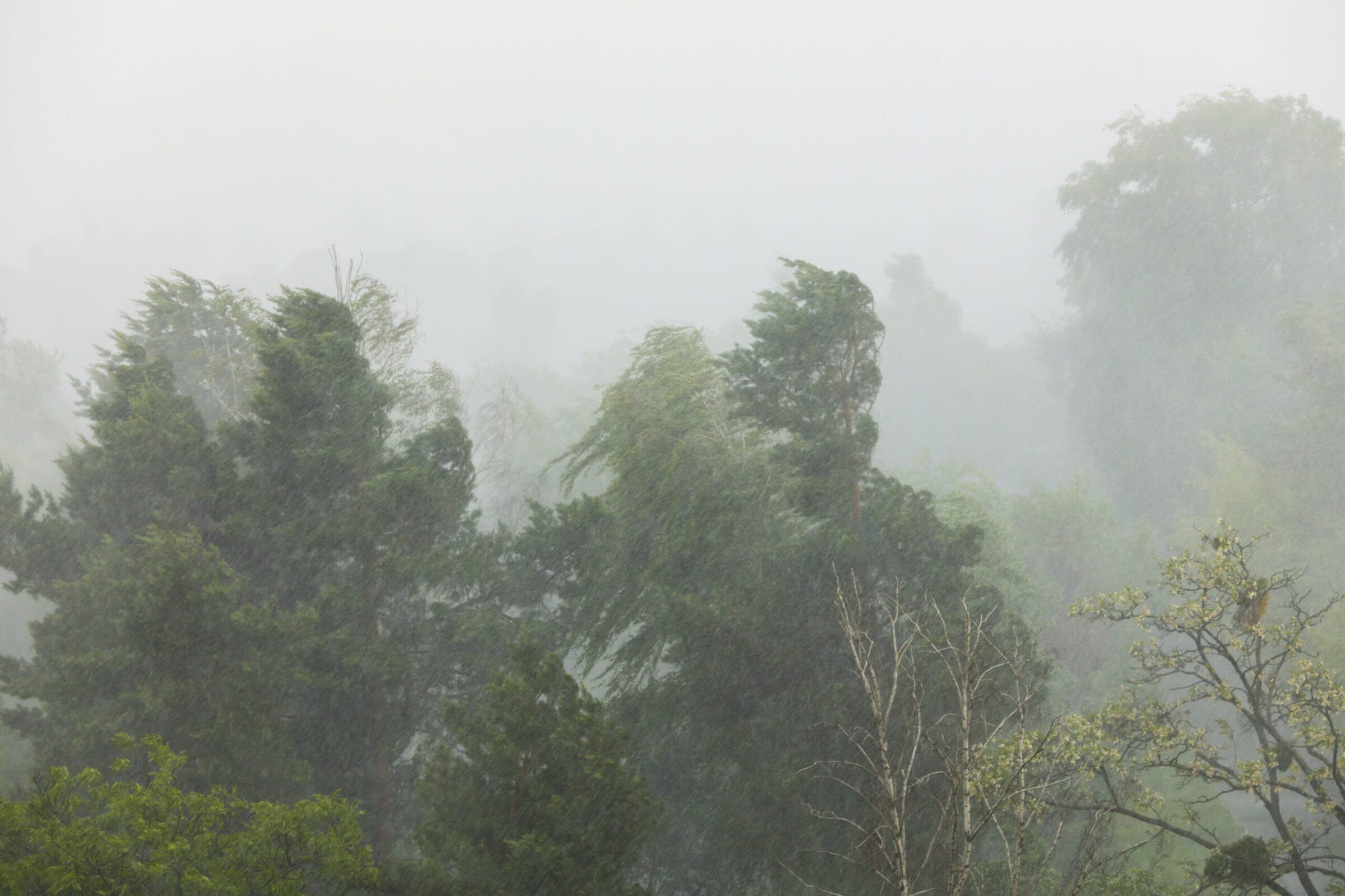 Dense trees swaying in heavy rain, shrouded in mist, creating a dramatic, atmospheric scene.