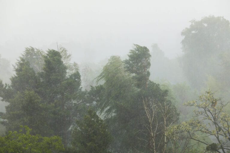 Dense trees swaying in heavy rain, shrouded in mist, creating a dramatic, atmospheric scene.