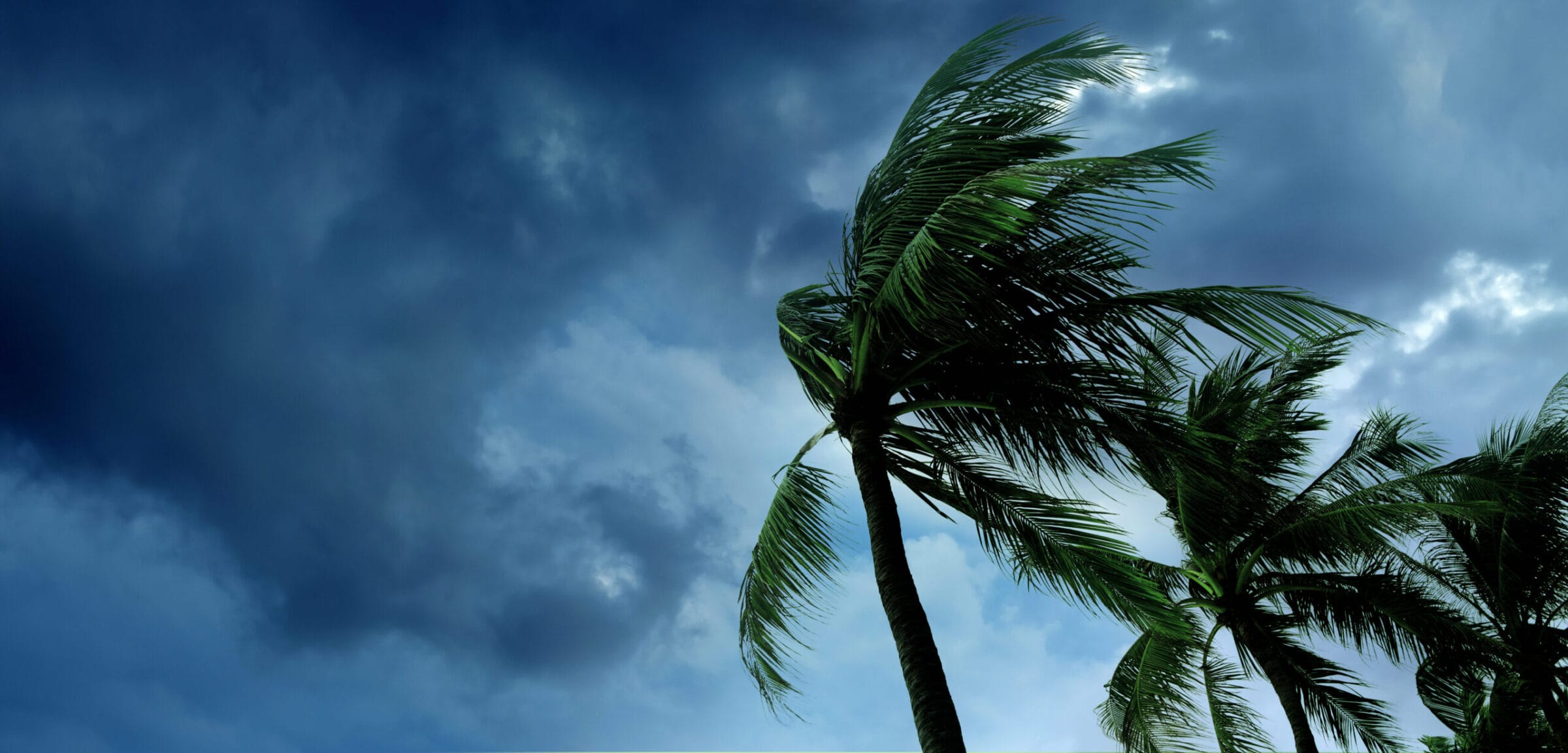 Tall palm trees sway against a dramatic sky filled with dark clouds, hinting at an approaching storm.